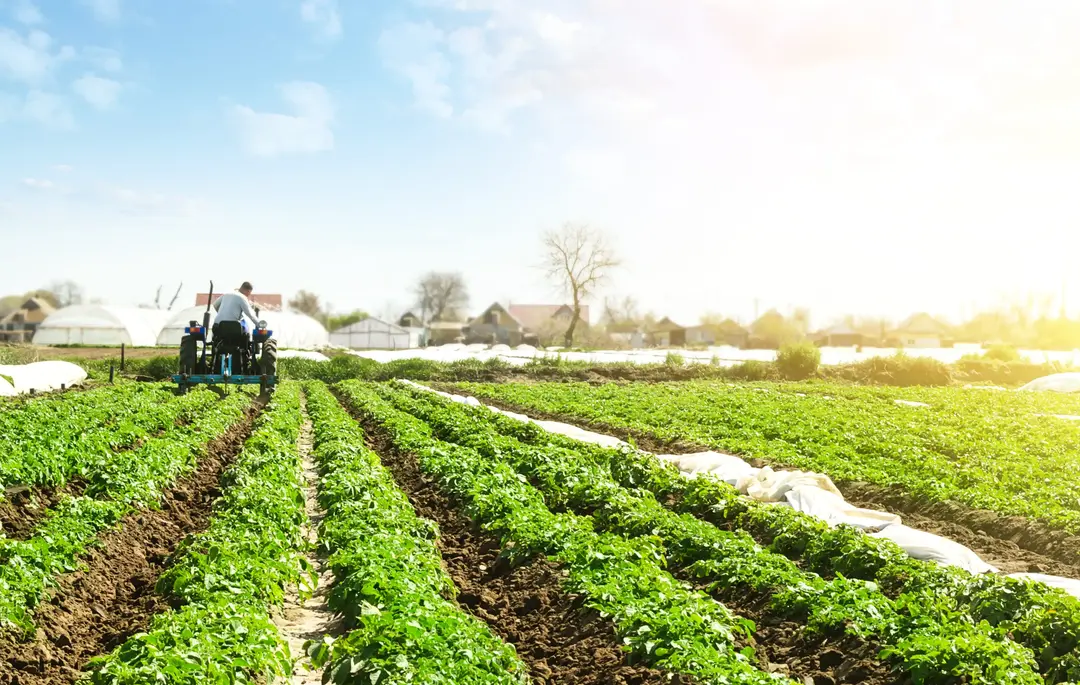 5 Cultures Agricoles Rentables à Cultiver en Afrique