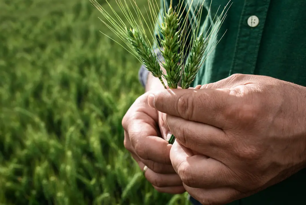 Maximiser les profits agricoles avec une chaîne de valeur intégrée