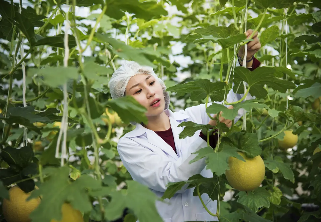 Agriculture biologique : impact sur la santé et la planète